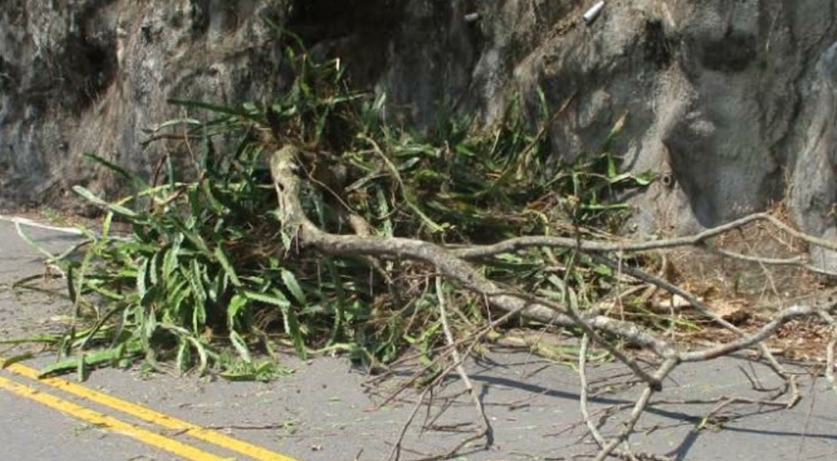 台8線谷關大樹從天降! 1車載3人遭砸險受困擬提國賠