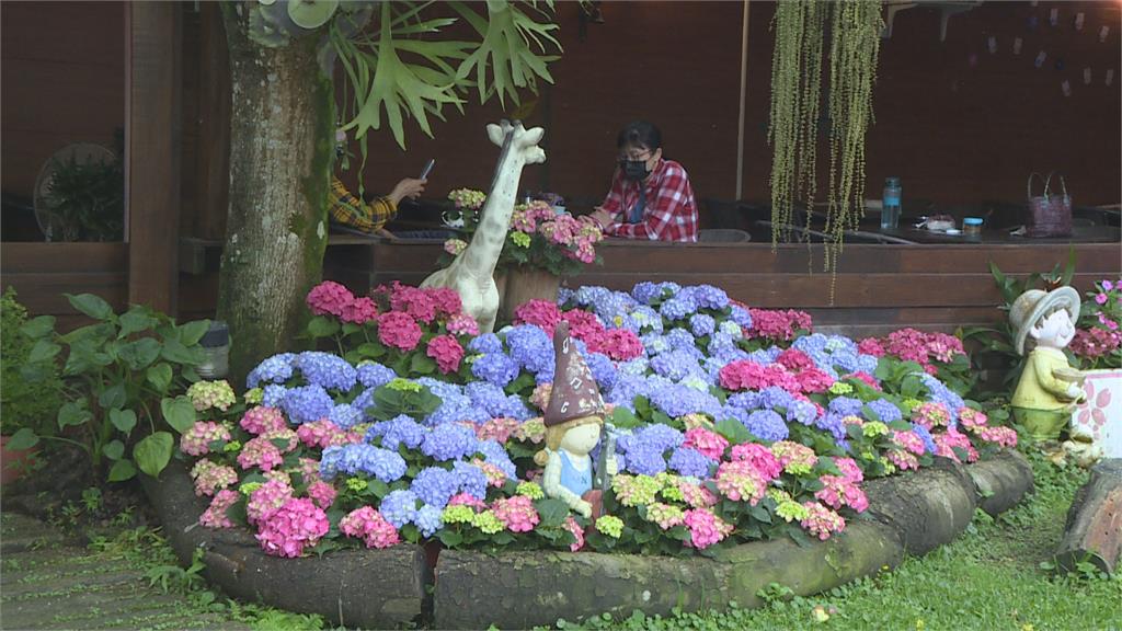 繡球花開滿庭園　遊客賞花、品嘗香菇
