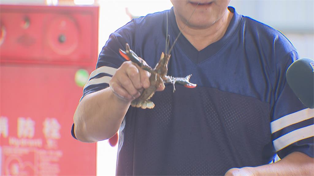 泰國蝦漲翻天怎麼降成本? 釣蝦場引進小龍蝦、龍膽石斑