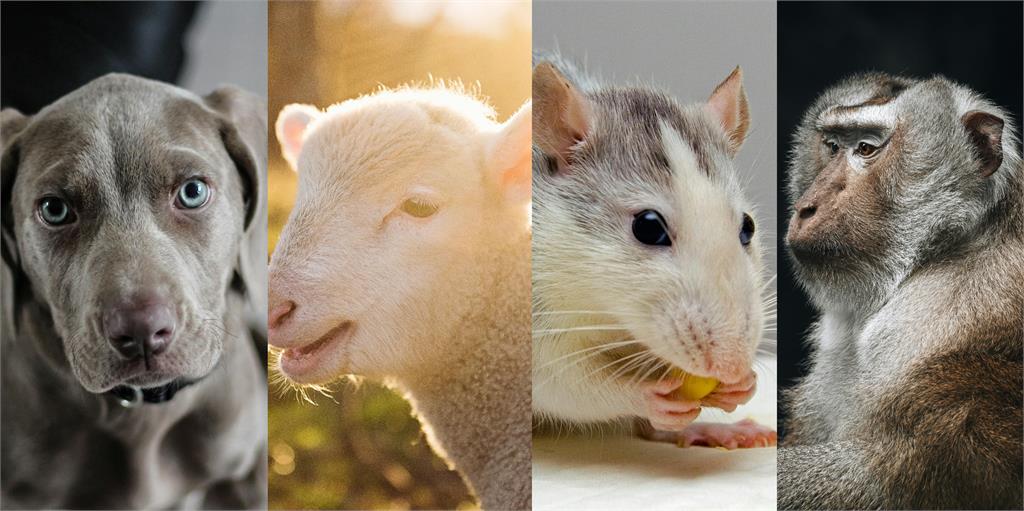 今立冬吃薑母鴨補血!命理師點名4生肖好運大爆發:「越冷越旺」