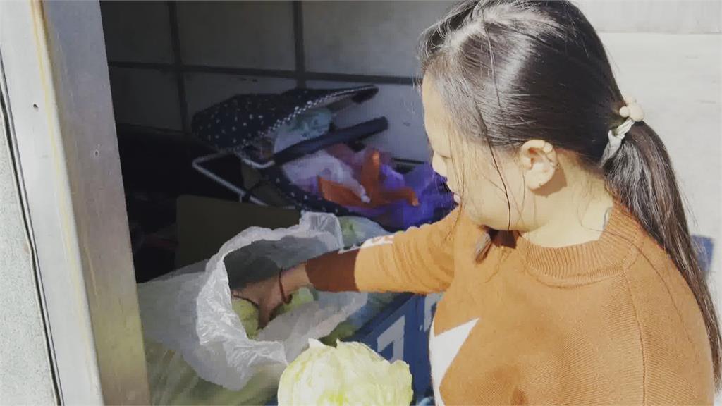 有影嘸?高麗菜1顆5元 婆婆媽媽搶購一空