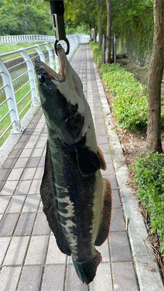 「潭中惡霸」冒死亡泡泡入侵高雄!水利局1秒出招「讓魚虎滅團」