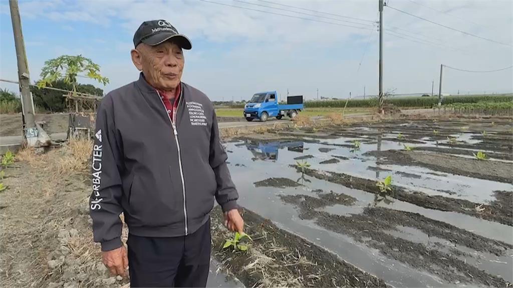 週末首波寒流南下　雲林蕉農紛幫香蕉「穿衣服」