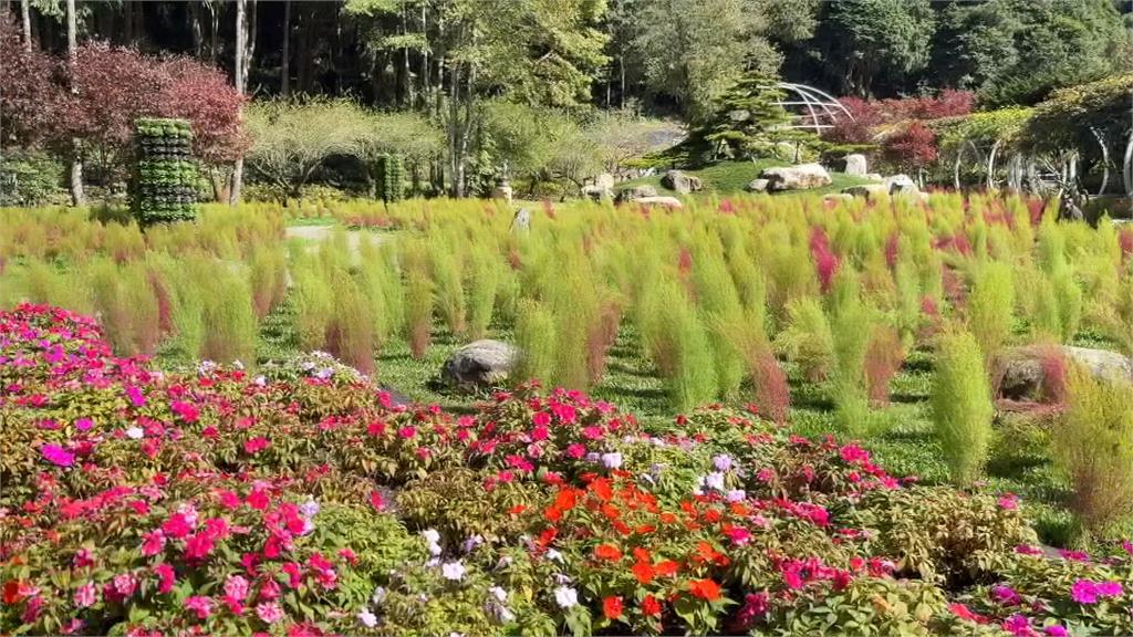 杉林溪楓葉紅了! 遊客上山追楓 讚如北國風情