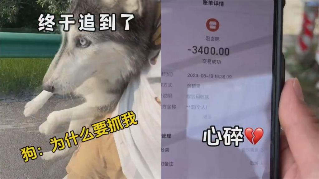 哈士奇「偷吃滷味攤」還搭便車逃跑 飼主氣炸叫車狂追網笑翻
