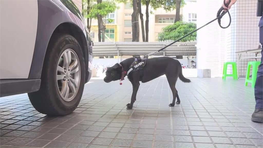 最萌幫手! 林園派出所「嘿咪」浪浪變身警犬