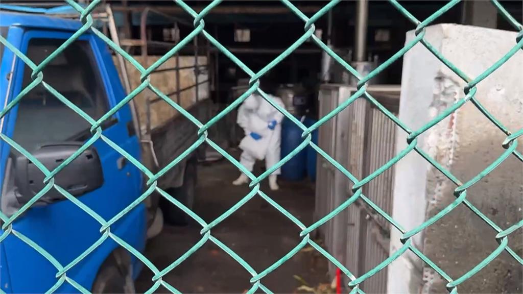 防堵非洲豬瘟! 台中案場"仍檢出陽性" 農業部再點名中市府未落實清消