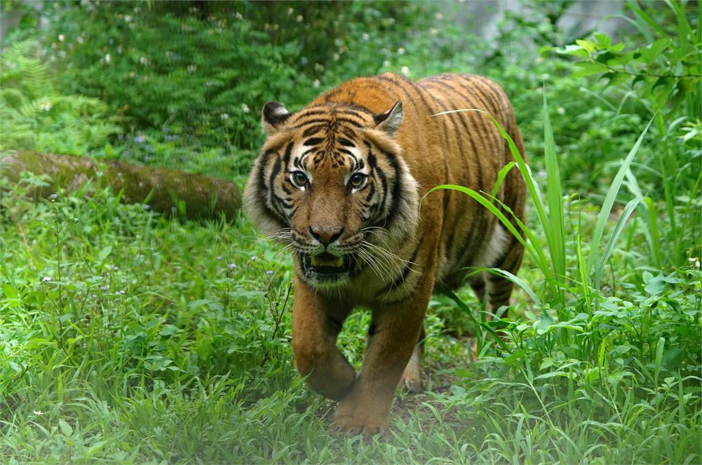 快新聞／畫面曝！馬來虎出閘台北動物園　小朋友嗨喊：我看到老虎了