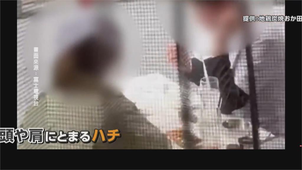 一片黑壓壓！日本淺草商店街遭「蜂」殺　春季「分蜂」現象特有奇景