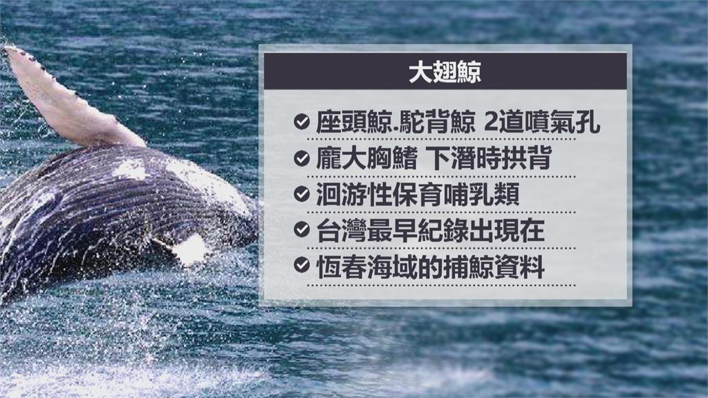 墾丁萬里桐海域大翅鯨現身 遊客驚呼連連