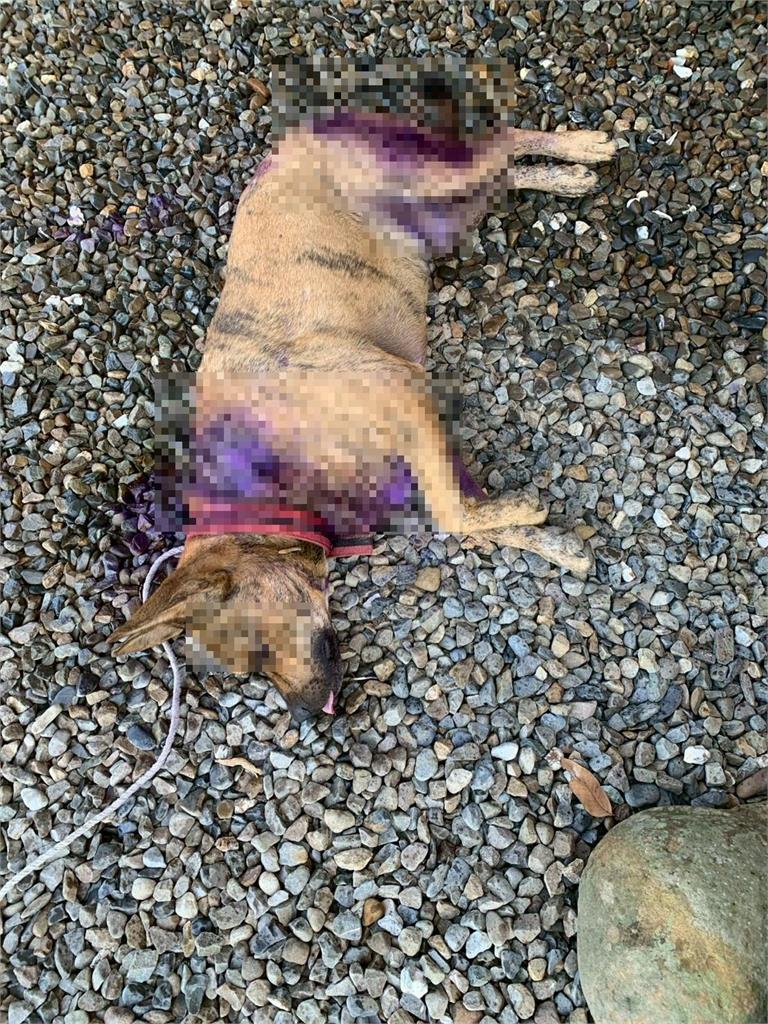 快新聞／放養Bad！果園犬咬傷家犬　家畜所開罰：飼主應落實繫繩管領