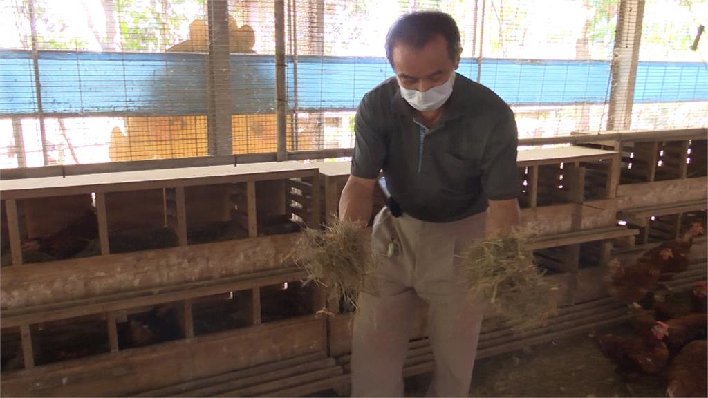懶人養雞法!飼主親赴日本取經 「鋪乾草+益生菌」有效去味化