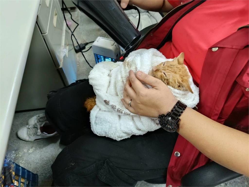 快新聞/可愛「小橘貓」竟與死神擦肩而過!跌入排水溝無法脫困 結局曝光