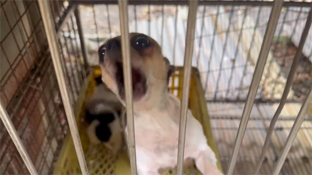 苗栗犬舍多數狗狗想叫也沒聲 負責人兼獸醫冷血行徑遭開罰