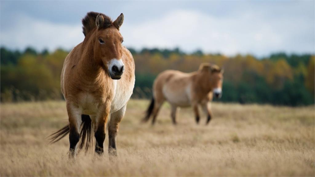 快新聞年菜／罕見疾病新希望！動物治癒人類　「馬術治療」功效多