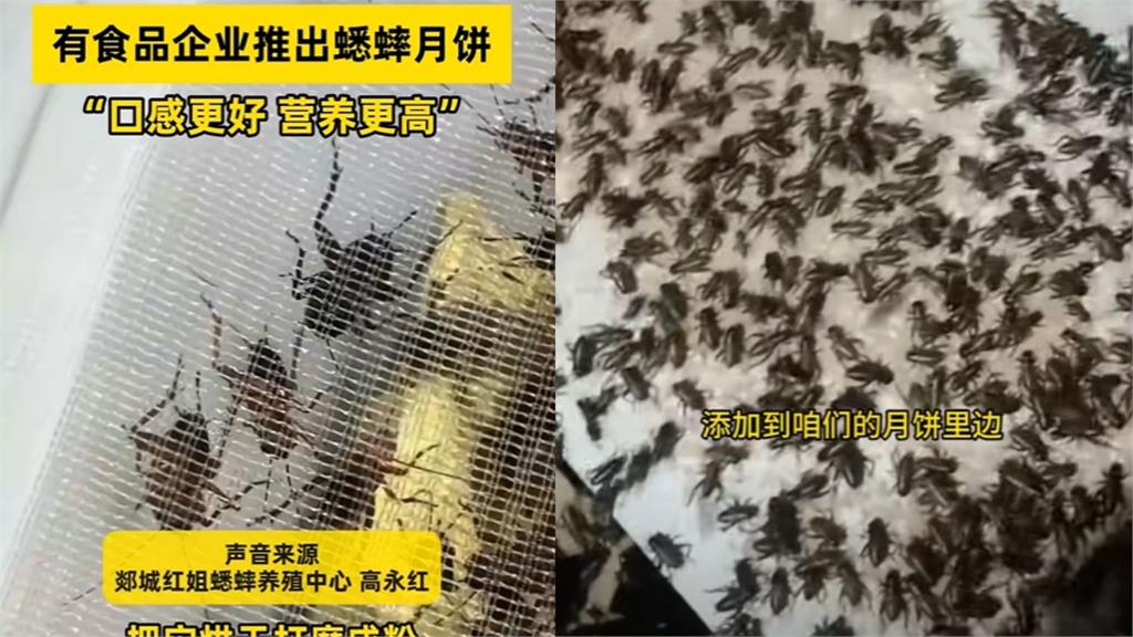 中國狂推奇葩口味「蟋蟀月餅」成黑馬暴紅!試吃者曝「奇妙味道」