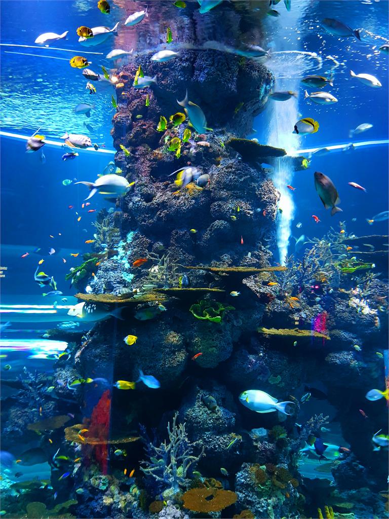 日本深海「鑫鑫腸」現身水族館!飼育員曝是「這1魚」寶寶 孵化竟要一年