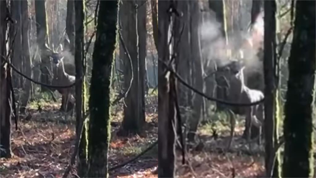 森林中撞見「鹿」怒族！對峙人類氣炸頭部猛噴V字煙　網驚：好像龍息