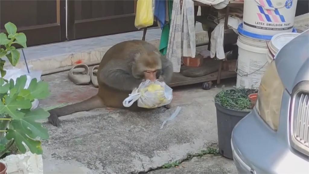 囂張潑猴搶停等騎士香蕉　坐馬路上大啖