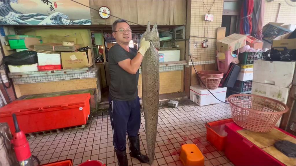 澎湖漁民捕獲巨大錢鰻　重達15kg售價逾萬元
