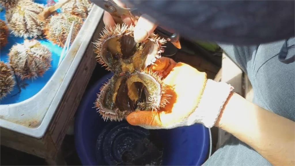 澎湖馬糞海膽供不應求 業者研發人工養殖技術