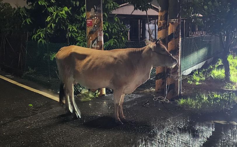 快新聞／屏東「母牛逃出牛舍」　暗夜在馬路閒晃畫面曝光！