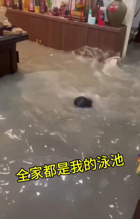 快新聞/淹水苦中作樂跳水遭質疑 民眾無奈嘆「不然怎麼辦」:難道要划船?