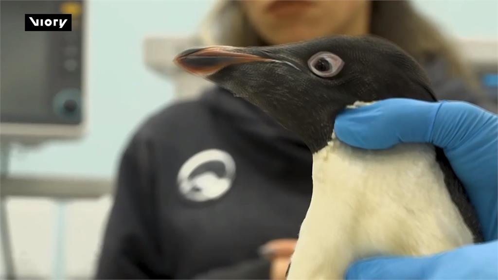 氣候暖化威脅企鵝生存！　墨西哥動物園開辦企鵝保母班