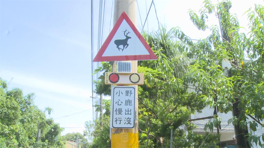 彰化田中有野鹿出沒！　縣府設置警告標誌提醒用路人