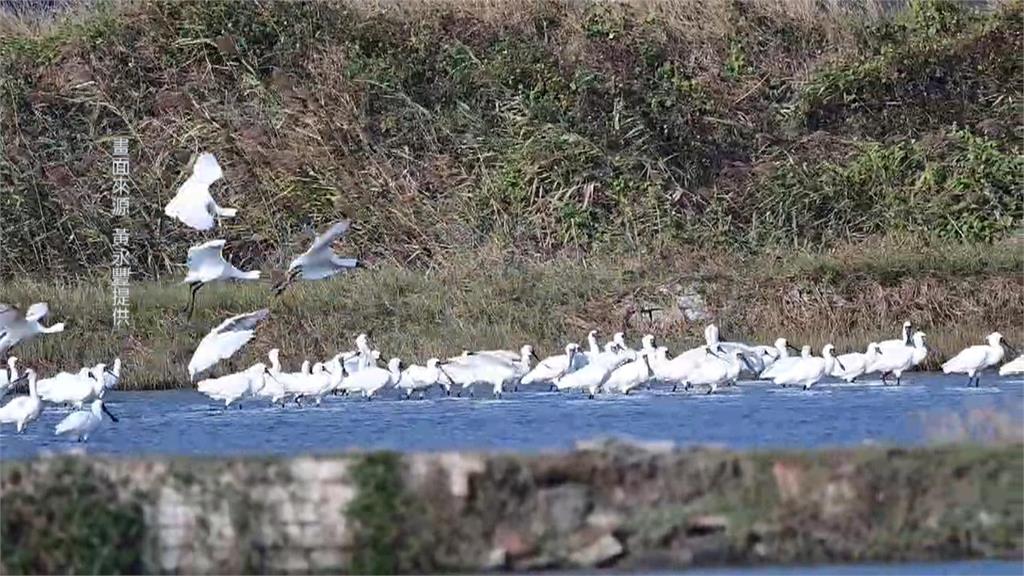 魚塭成鳥類Buffet樂園　台南推獎勵政策成功復育黑面琵鷺