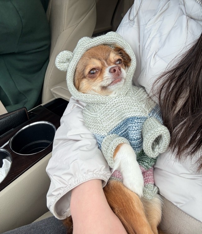 吉娃娃悠閒「母雞蹲」爆紅！網笑：養到怪貓　飼主拿出「老照片」真相大白了