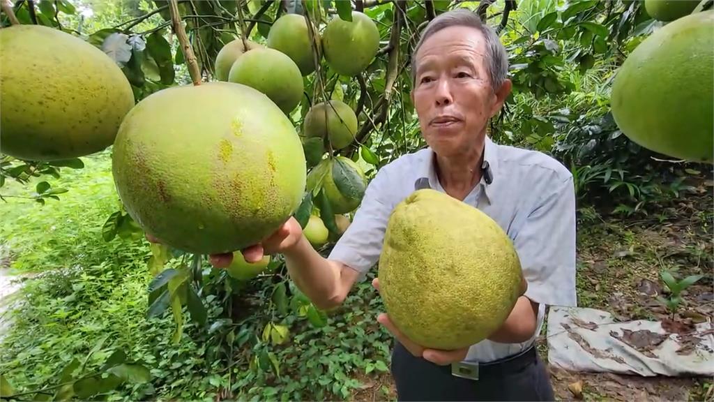 颱風帶來豐沛雨水 基隆瑪陵山區柚子比往年大、甜度提升