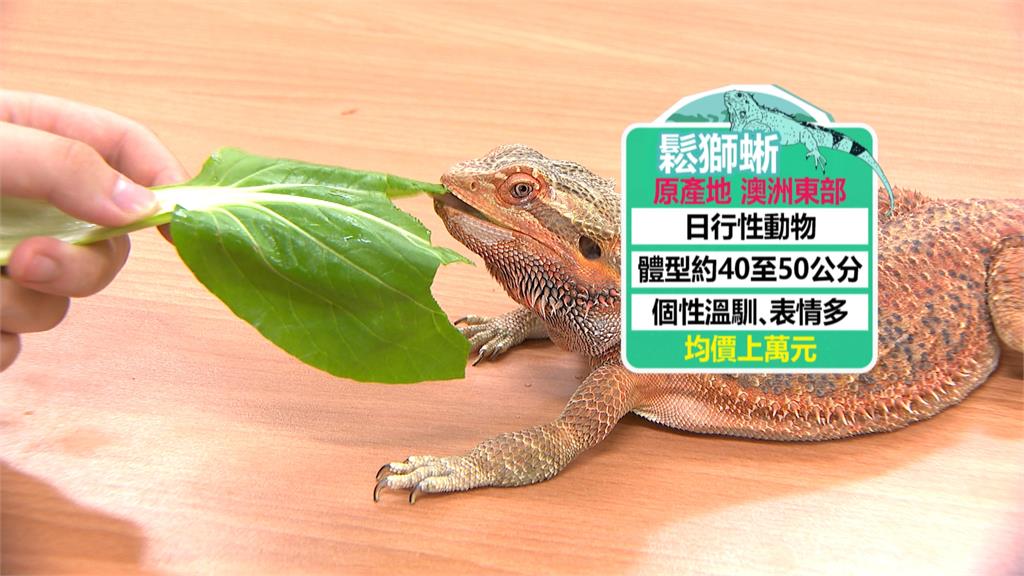 超商包裹竟跳出「鬆獅蜥」 中國賣家以「玩具」名義偷渡