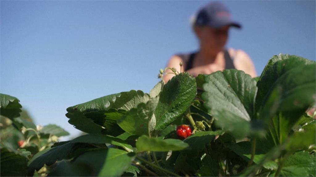 熱浪襲歐洲！法國覆盆子、草莓收成恐減三成　果農緊急改種溫室避酷暑