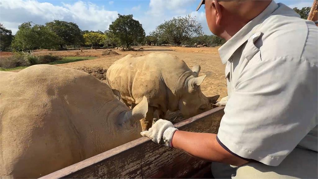 把動物當孩子! 「犀牛爸爸」李義村照顧犀牛祖孫三代