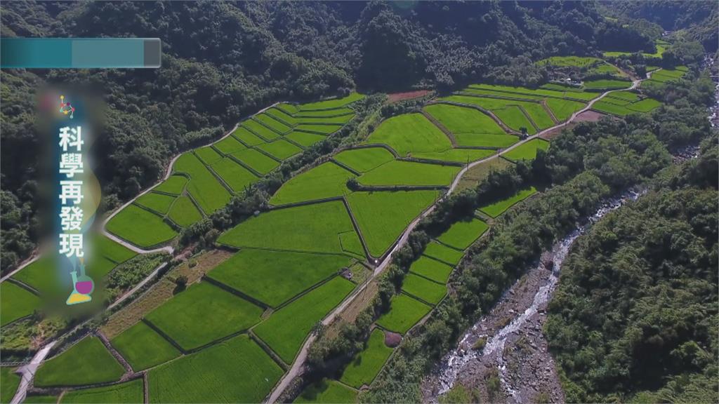 水稻田易生甲烷 曬田節水成關鍵