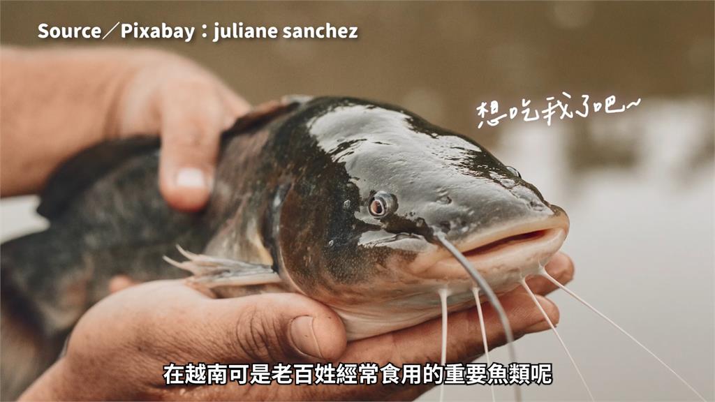 網傳巴沙魚食安爭議?美食家曝3道越南𩷶鯰在地好味 讚嘆:魂縈夢牽