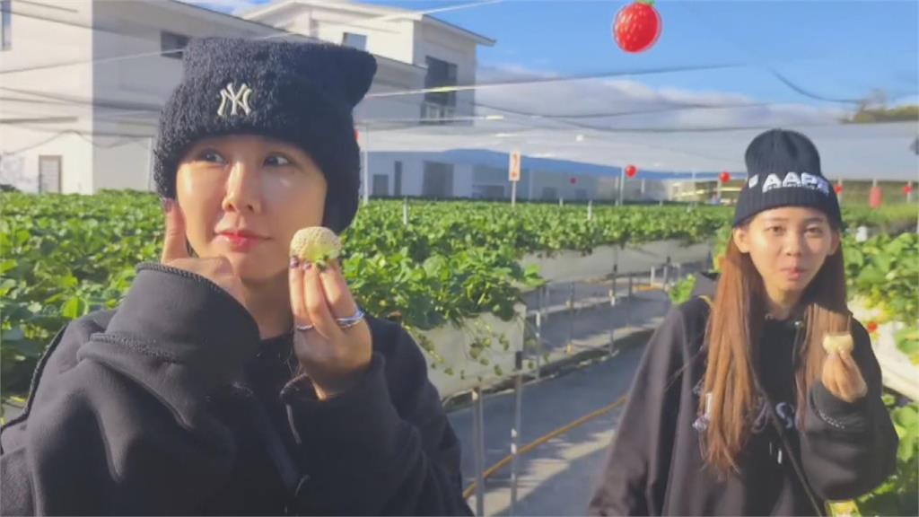 又大又甜！　苗栗大湖種出日本白草莓　一顆120至150元