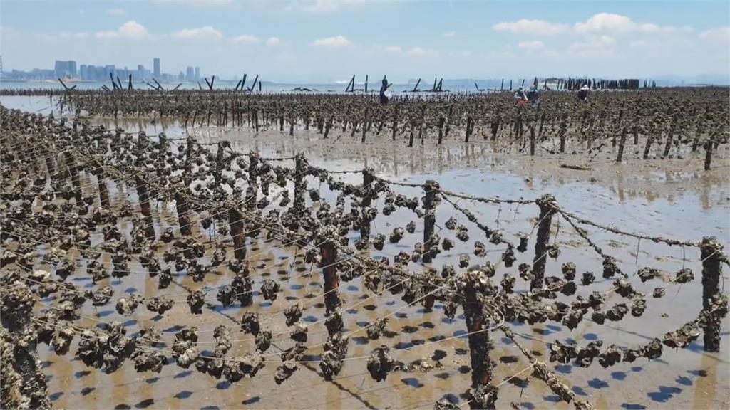 魚目混珠! 盤商拿"越南牡蠣混台產牡蠣"被抓包開罰