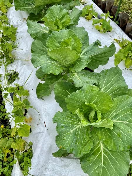 宜蘭綠博農業實驗學校多種抗逆境作物 為糧食危機預作準備