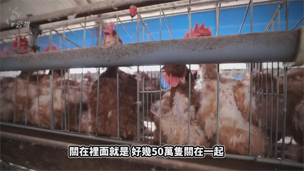 台灣為何蛋荒？蛋農闆娘揭「養雞大廠環境差」　易成禽流感溫床