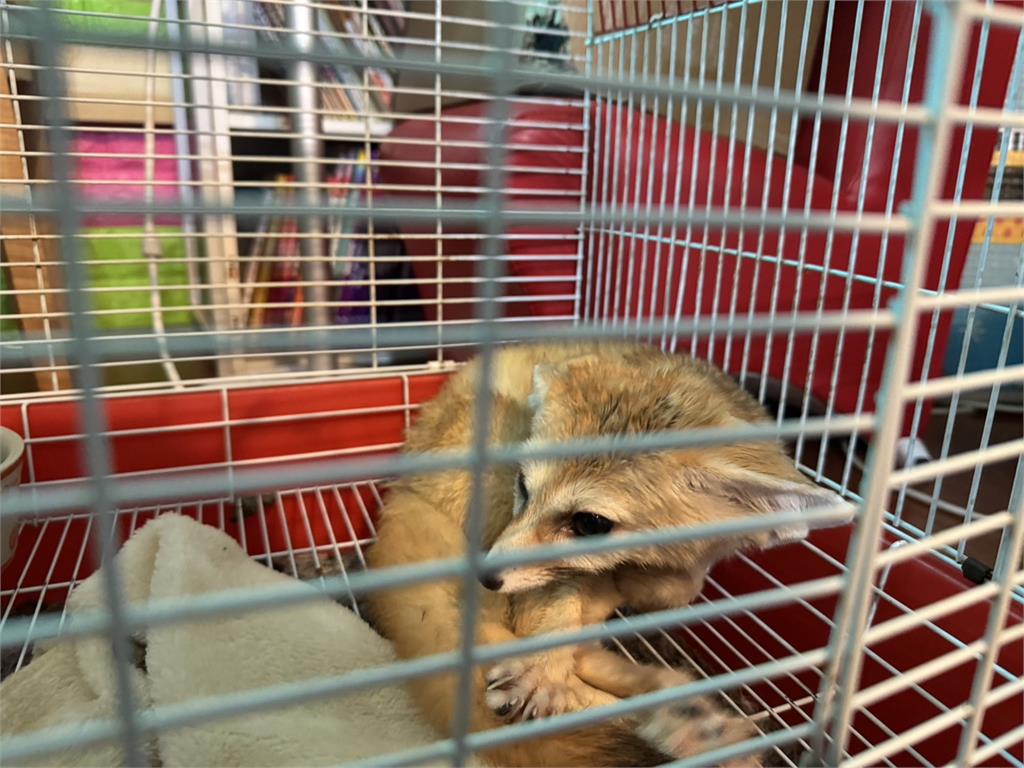 下藥綑綁夾帶! 不法集團走私逾500隻動物來台 8人遭逮