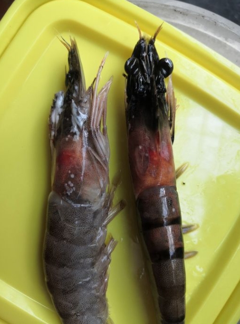 「蝦頭變黑」就是不新鮮？專家出面釋疑：自然現象仍可食用