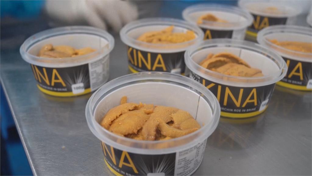 澳洲海膽數量飆升 政府推外銷維持生態平衡