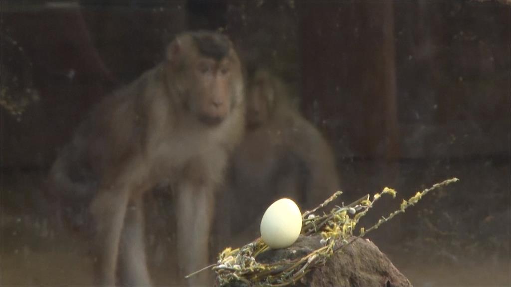 德國動物園慶復活節！　獼猴找彩蛋、獅子有麻袋驚喜