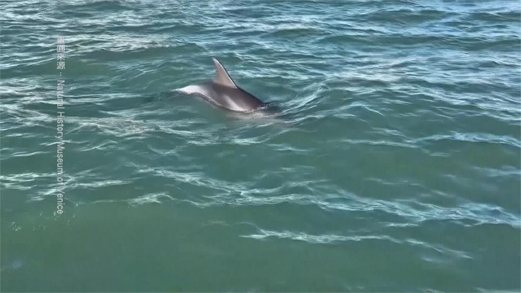 海豚迷路游進威尼斯潟湖　「迷莫」罕見身影吸旅客朝聖