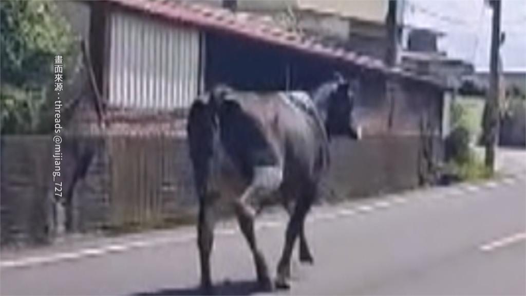 馬路動物逛大街　高雄騎士險撞「雞」、彰化鹿群竄出遭撞