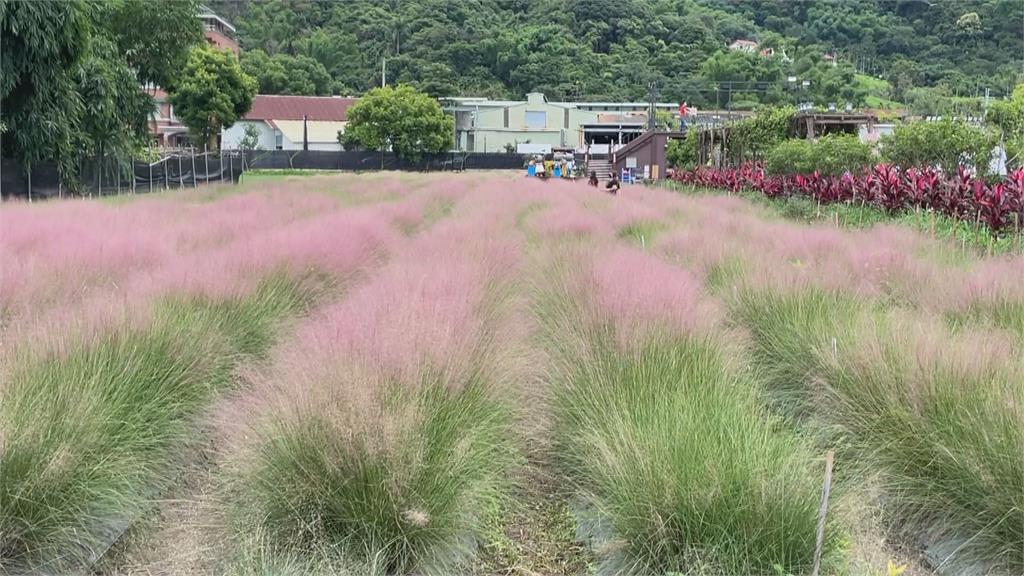 農委會下令剷除「粉黛亂子草」地主心痛...　以後看不到了！最後一天引搶拍