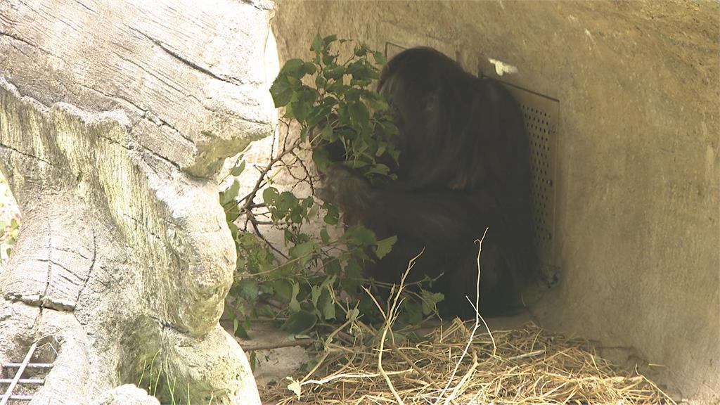 春節連假接近尾聲　民眾遊動物園　寒流發威　園方祭妙招替動物取暖