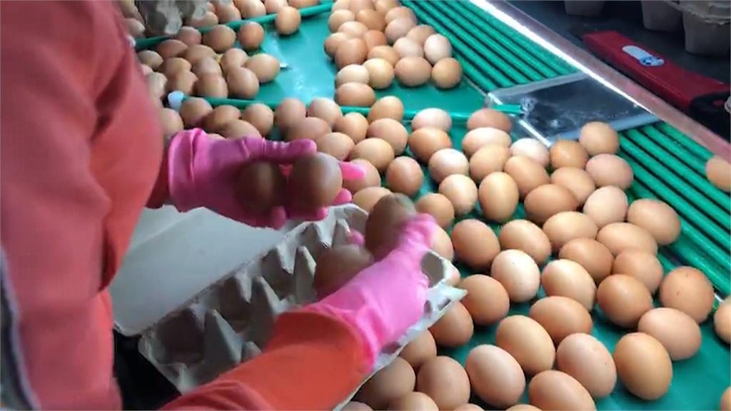 雞蛋每斤漲2元衝回歷史新高　蛋農：缺蛋問題會變更嚴重
